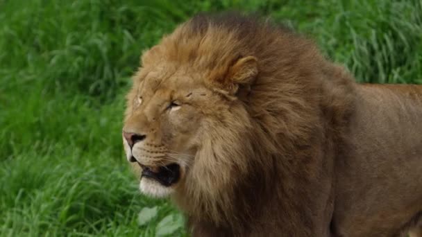 Male Lion Scars Slow Motion — 图库视频影像