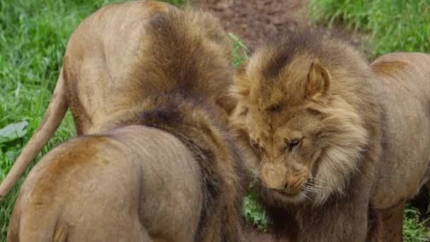 Rogue Lions Brothers Snuggling Cute Beasts — Vídeo de Stock