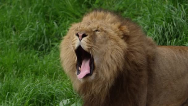 Свирепые Зубы Льва Замедленная Съемка — стоковое видео