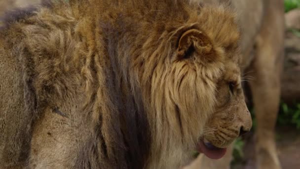 Tough Looking Male Lion Shows Teeth Slow Motion — Stok video