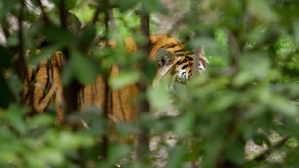 Tigre Usando Bosque Como Camuflaje Hace Contacto Visual Como Zoom — Vídeos de Stock