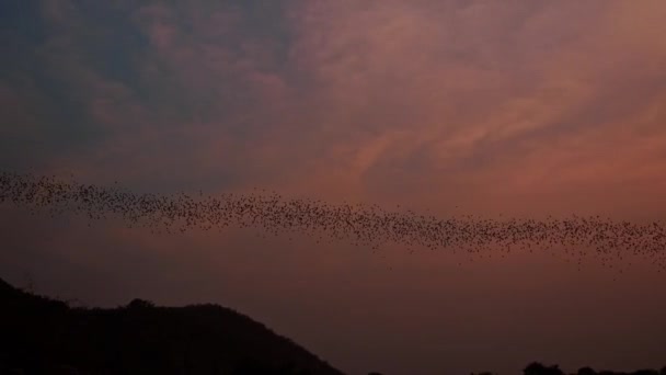 Large Colony Bats Flying Out Battambang Bat Cave Sunset — Stok video
