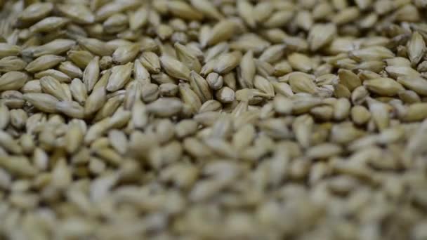 Transformation Raffinage Des Grains Malt Par Microbrasserie Gros Plan — Video