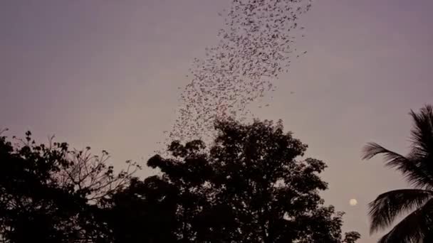 Murciélagos Labios Arrugados Volando Cielo Nocturno Púrpura Cerca Phnom Sampeau — Vídeo de stock