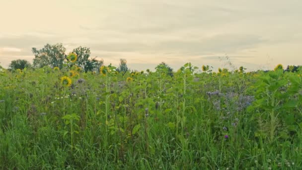 Campo Girasoles Inauguración Campos Naturales Con Pueblo Angrenzende — Vídeos de Stock