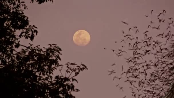 Fantastic Nature Scenery Millions Bats Fly Sky Full Moon — Stockvideo