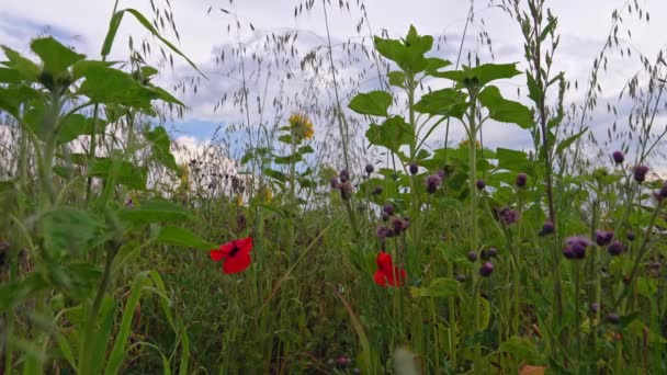 Flying Bee Field Red Poppy Sunflowers Low Perspective — Stockvideo