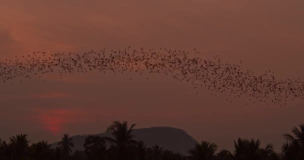 Large Colony Bats Flying Dusky Sky Close — Stok Video