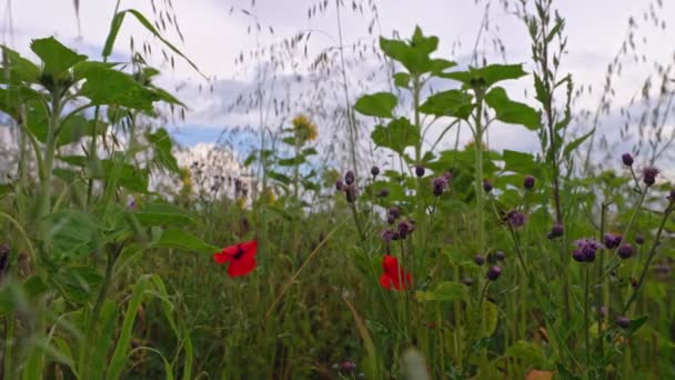 Düşük Perspektifli Bir Manzara Kırmızı Gelincik Bitkileriyle Dolu Bir Tarla — Stok video