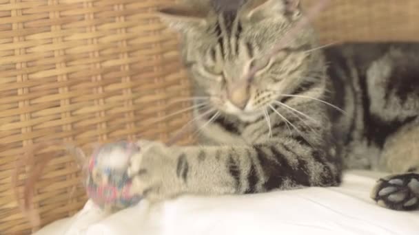 Young Tabby Cat Plays Toy Medium Shot — Stock Video