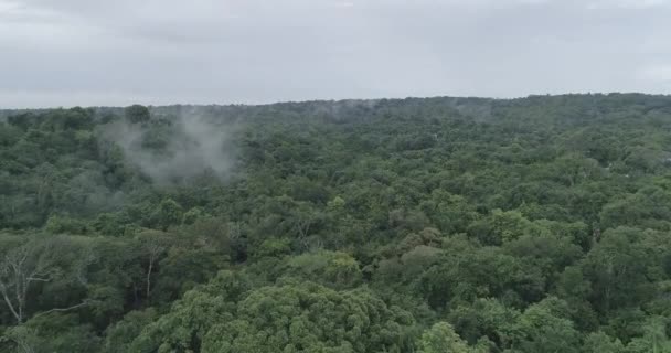 Amazonian Jungle Aerial View Top Trees — Stock Video