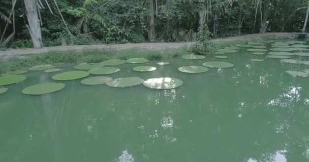 Green Lilies Lake Amazon Jungle — Wideo stockowe