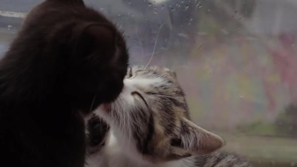 Funny Cute Kittens Licking Food Each Others Faces — Stockvideo