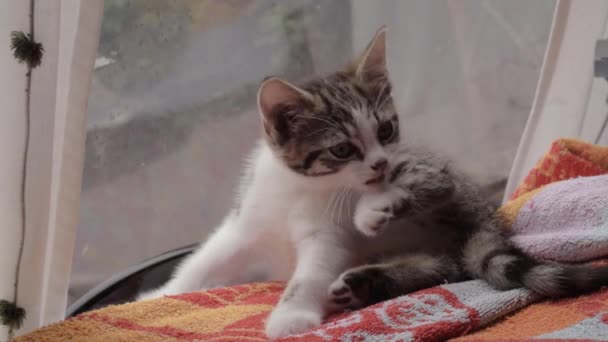 Cute Adorable Kitten Washing Grooming Medium Shot — Video Stock