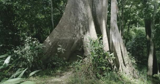 Amazonian Tree Dolly Movement Seen Bottom Upwards — Stockvideo