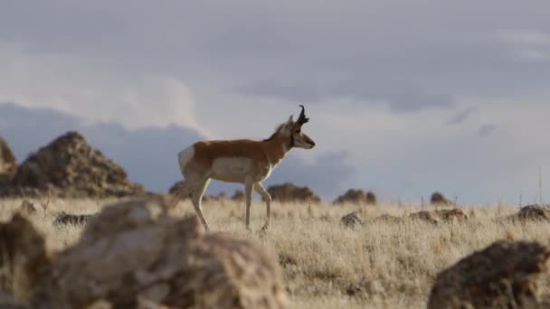 Antelope Walking Utah Back Country Slow Motion — Vídeo de Stock