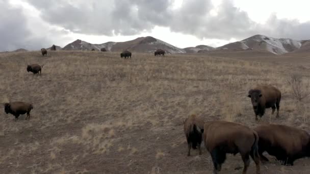 Rare Bison Being Playful Aerial — Stok video