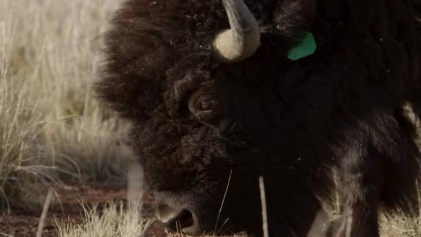 Bison Takes Bite Grass Looks Directly Lens — 图库视频影像