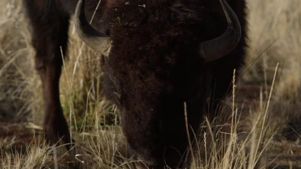 Bison Closeup Βόσκηση Μεγάλη Χόρτο Σούπερ Αργή Κίνηση — Αρχείο Βίντεο