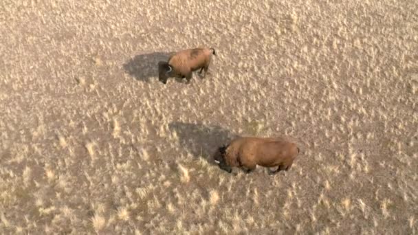 Bison Grazing Overhead View Aerial — Video