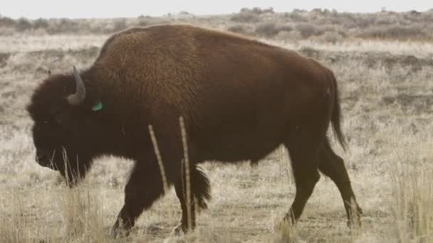 Bison Backlit Walking Eating Slomo Camera Rolls Foreground — ストック動画