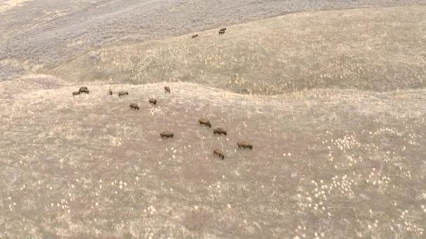 Bison Herd Grazing Valley — Stockvideo