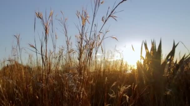 Sunset Dry Wheat Filed — 图库视频影像