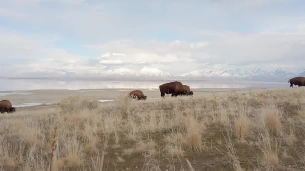 Bison Herd Grazing Mountains Closeup Sliding View — Stock video