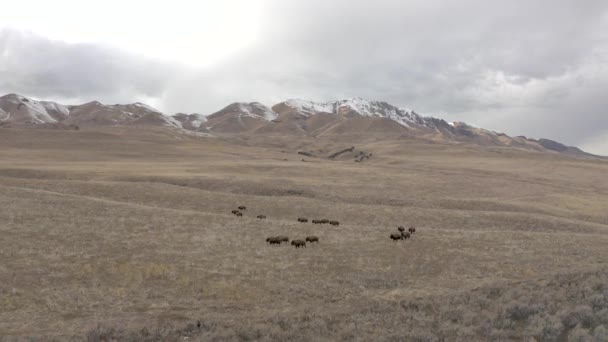 Bison Herd Goes Mountain Valley Aerial Flight Reverses — Stock videók