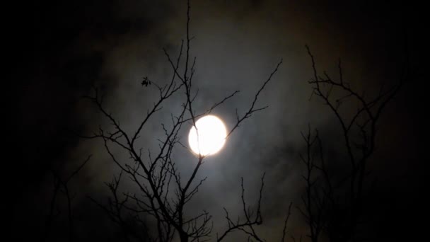 Moon Branches Tree Clouds Passing — ストック動画