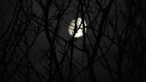 Lune Derrière Les Branches Arbre Avec Des Nuages Qui Passent — Video