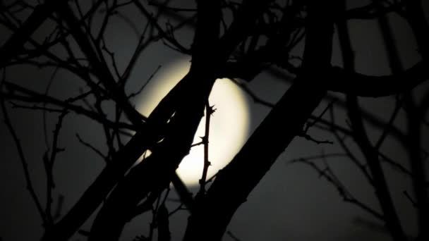Lune Derrière Les Branches Arbre Avec Des Nuages Qui Passent — Video