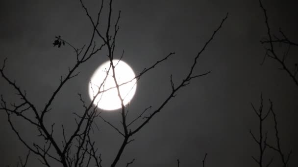 Moon Branches Tree Clouds Passing — Vídeo de Stock