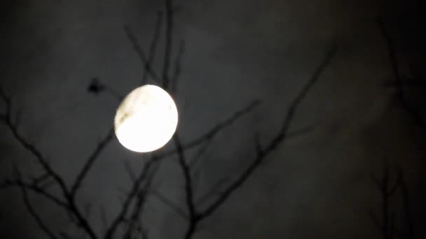 Луна Ветвями Дерева Облаками — стоковое видео