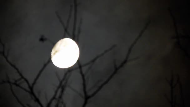 Luna Detrás Las Ramas Árbol Con Nubes Pasando — Vídeos de Stock