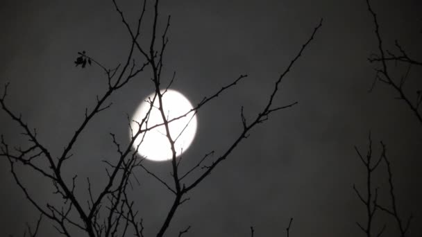 Moon Branches Tree Clouds Passing — Vídeo de Stock