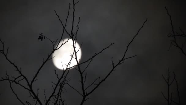 Moon Branches Tree Clouds Passing — Stock Video