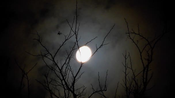 Moon Branches Tree Clouds Passing — Stockvideo