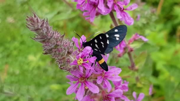Super Beautiful Black Lives Butterfly Close Macro Shoot Single Yellow — Stok Video