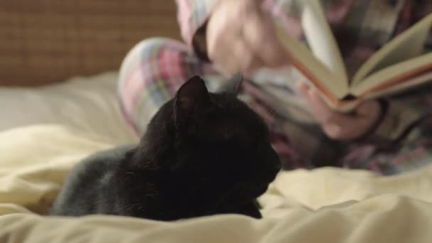 Pet Owner Reading Book Bed Stops Pet Black Cat Medium — Stock Video