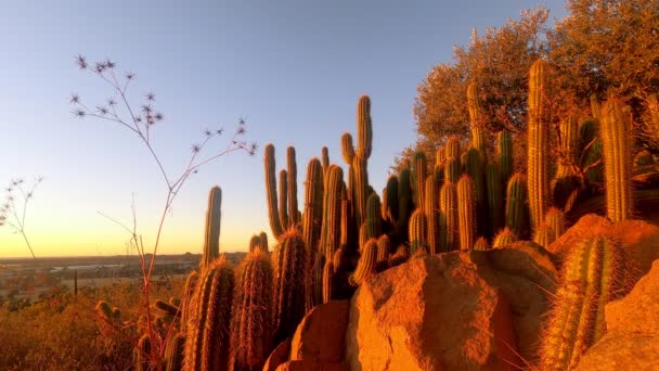 Timelapse Focussed Succulents Golden Hour Sunset — стоковое видео