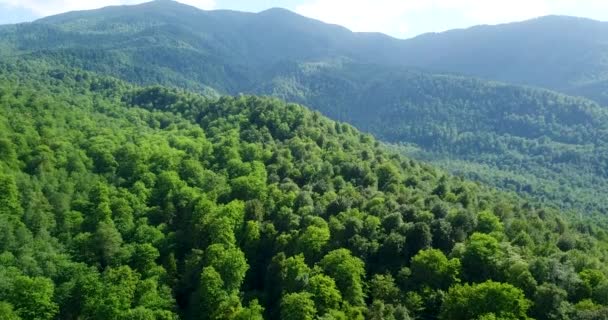 Piękny Krajobraz Gęstego Zielonego Świeżego Lasu Sezonie Wiosennym Jasne Słoneczne — Wideo stockowe