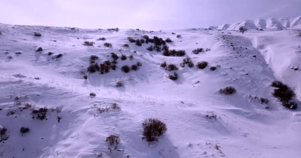 Rising Aerial Shot Mountains Covered Heavy Snow Single Tree Background — Stock videók