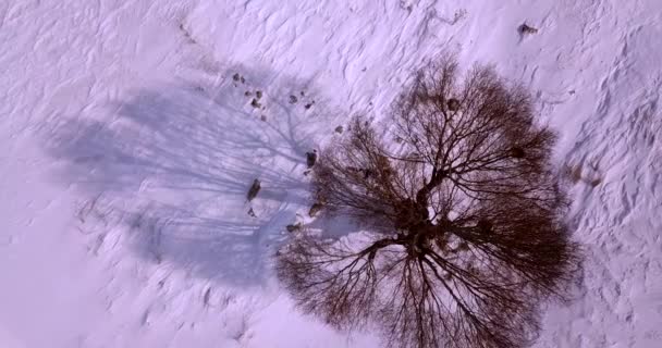 Birds Eye Shot Flying Single Brown Foliage Tree Snow Covered — Stock videók