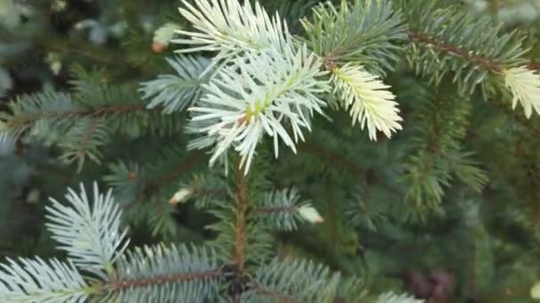 Close Shot Pine Tree Bloom Slow Motion Video — Stock videók