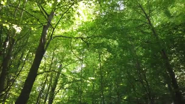 Ήλιος Λάμπει Μέσα Από Πράσινα Φύλλα Του Δέντρου Αργή Κίνηση — Αρχείο Βίντεο