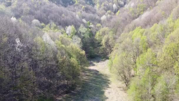 Aerial View Forest Early Spring — Video Stock