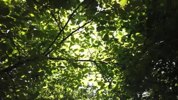 Sun Shine Tree Green Leaves Slow Motion — Stockvideo