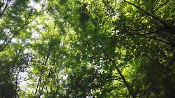 Sun Shine Tree Green Leaves Slow Motion — Video Stock