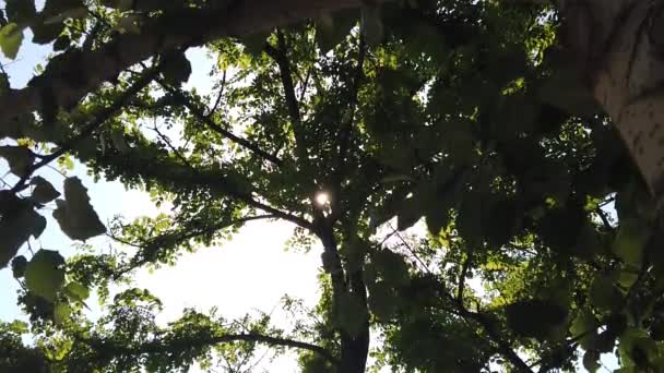 Sun Shine Tree Green Leaves Slow Motion — Video Stock